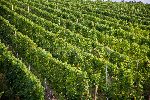 vineyards at the hills of the river Mosel edge in summer with fr Stock photo © meinzahn