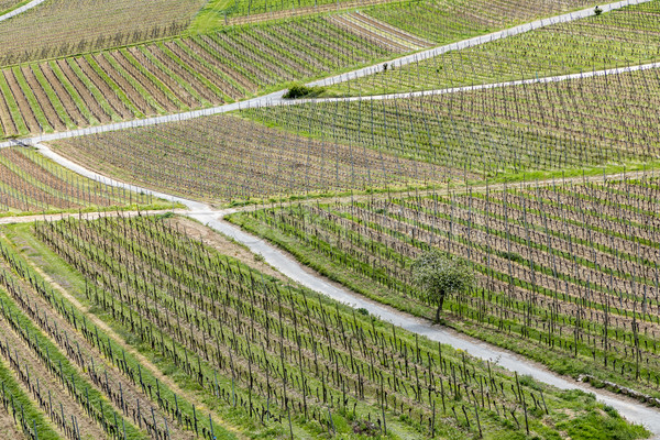 aerial of vineyard in spring with growing vine prages Stock photo © meinzahn