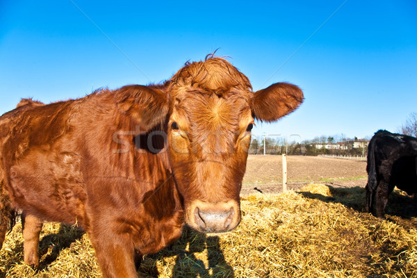 Prietenos bovine paie Blue Sky vacă animal Imagine de stoc © meinzahn