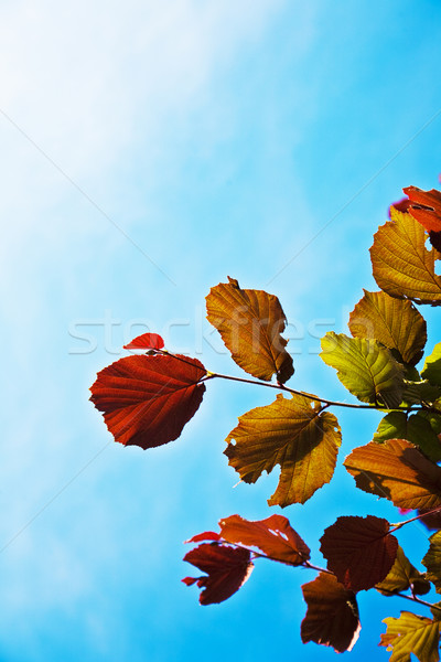 Gyönyörű levelek nyírfa piros színek tavasz Stock fotó © meinzahn