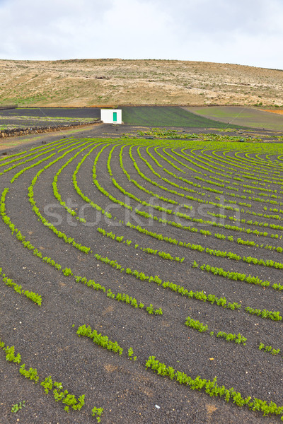 Campo riego volcánico suelo naturaleza tecnología Foto stock © meinzahn