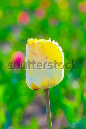 Stock fotó: Tavasz · mező · virágzó · színes · tulipánok · húsvét