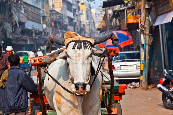 Foto stock: Buey · carrito · transporte · madrugada · Delhi · India