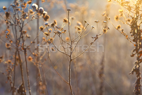 Stock photo: frozen plants in meadow with backlight in wintertime