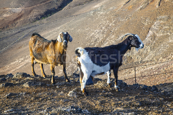 wild goats in the mountains of Lanzarote Stock photo © meinzahn