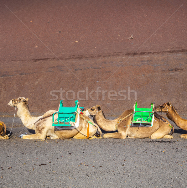 Kamele Park warten Touristen Familie heißen Stock foto © meinzahn