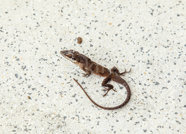 common salamander  Stock photo © meinzahn