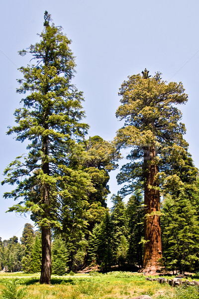 Híres nagy óriásfenyő fák áll park Stock fotó © meinzahn