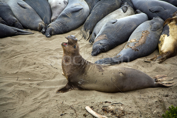 male sealion at the beach Stock photo © meinzahn