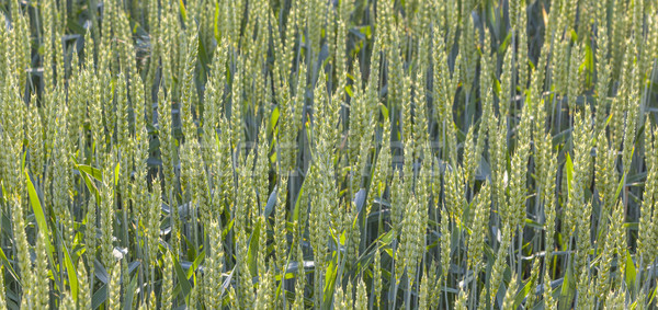 Grünen Bereich Sommerzeit Kopf Mais Blatt Stock foto © meinzahn
