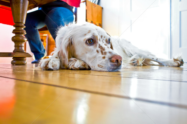 Stockfoto: Hond · eetkamer · familie · huis · hout