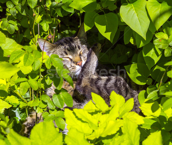 Stockfoto: Cute · kat · bloem · zomer · groene · tijger