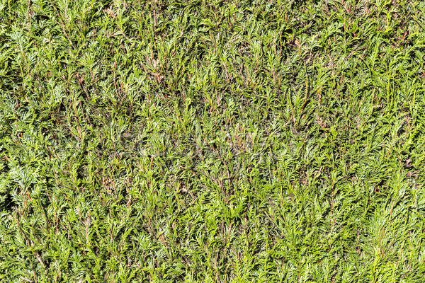 green thujahecke, symbol photo for privacy, privacy, demarcation Stock photo © meinzahn