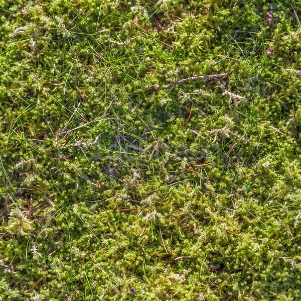 Vert mousse partie congelés herbe nature Photo stock © meinzahn