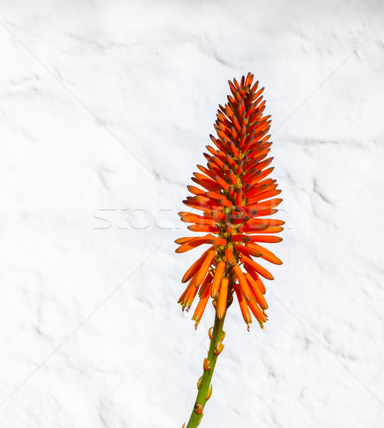 Schönen Aloe Blume weiß Garten Schönheit Stock foto © meinzahn
