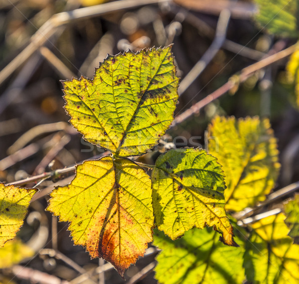 leaves in indian summer colors Stock photo © meinzahn