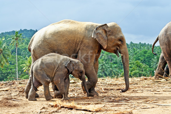 elefant family in open area Stock photo © meinzahn