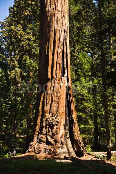 tall and big sequoias in beautiful sequoia national park Stock photo © meinzahn