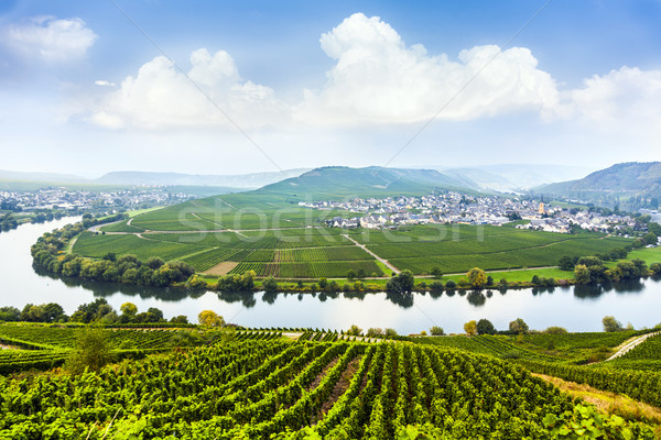 famous Moselle Sinuosity with vineyards Stock photo © meinzahn