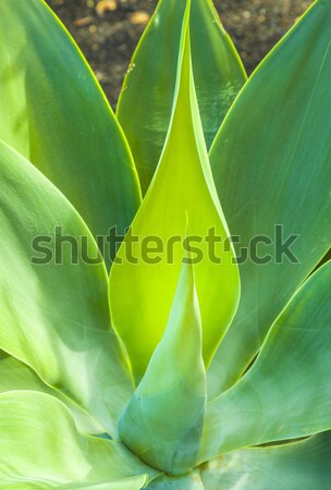 Aloe növény agavé természetes napfény természet Stock fotó © meinzahn