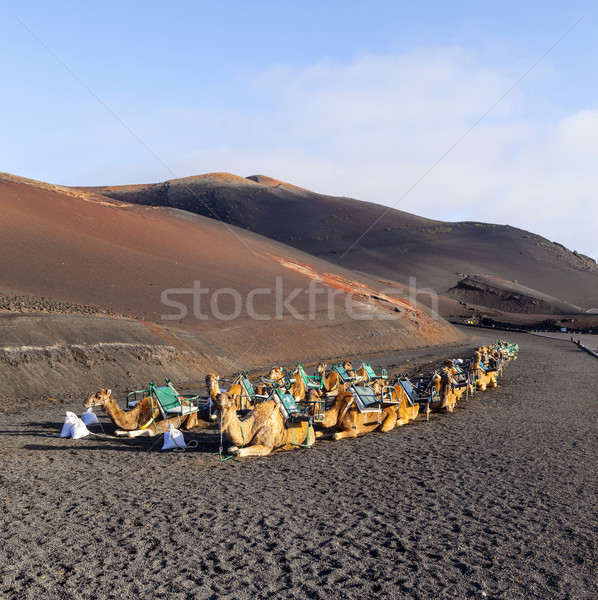 camels at Timanfaya national park in Lanzarote wait for tourists Stock photo © meinzahn