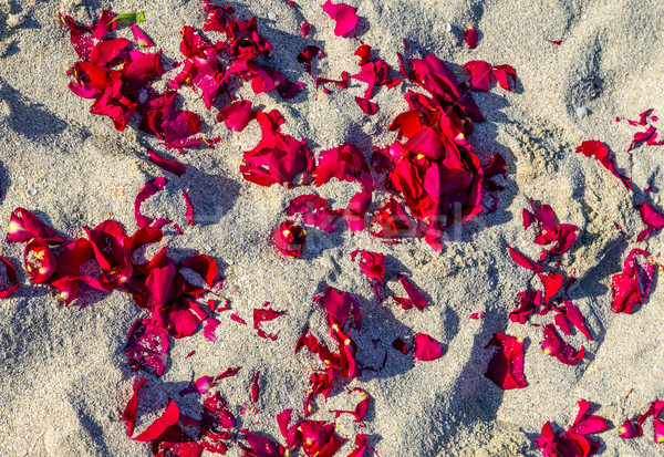 Aumentó decoración playa matrimonio fiesta flores Foto stock © meinzahn