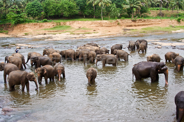 flock of elephants bathing in the river Stock photo © meinzahn