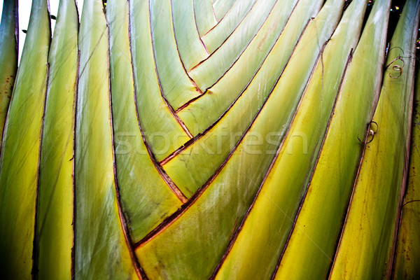детали пальмовых листьев давать гармонический структуры текстуры Сток-фото © meinzahn