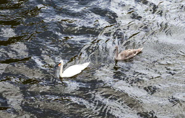 swan with family swims at triver Rhine Stock photo © meinzahn