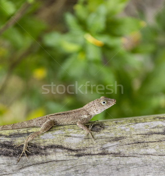 small reptile on a wooden bark in Dominika Stock photo © meinzahn