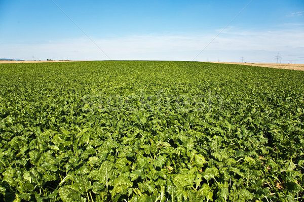 green beets in the field in beautiful sunshine Stock photo © meinzahn