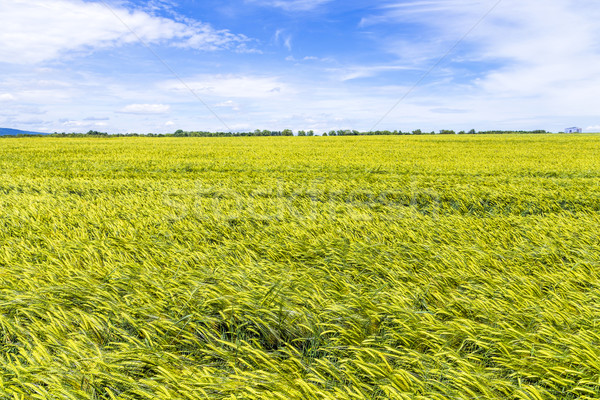 corn field in spring with blue sky Stock photo © meinzahn