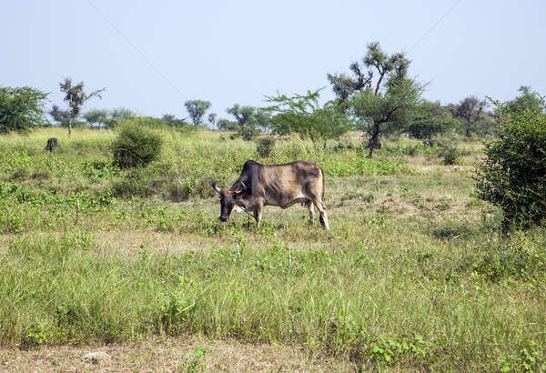 indian cow grazes at the meadow  Stock photo © meinzahn