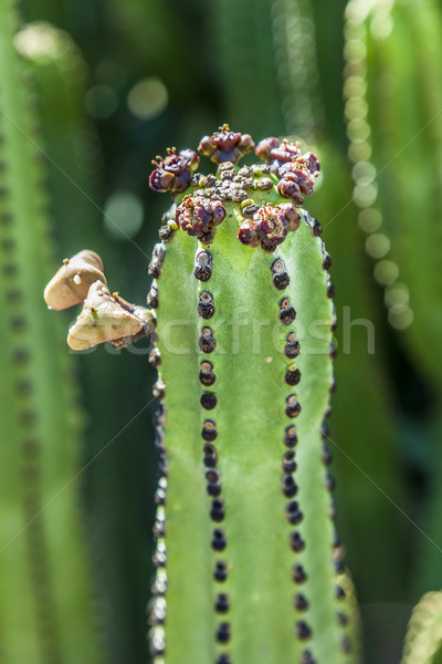 Detail groß Kaktus Freien Himmel Blume Stock foto © meinzahn