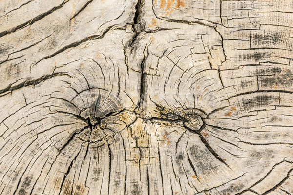 stump of tree felled - section of the trunk with annual rings Stock photo © meinzahn