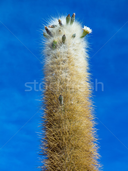  Huge Trichoreus cactus standing on Isla Incahuasi at salt plain Stock photo © meinzahn