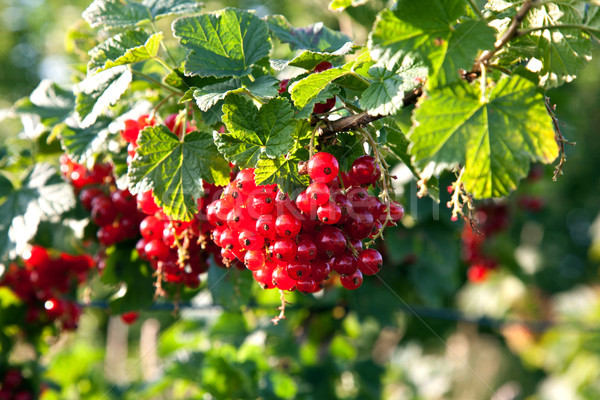 fresh red tasteful berry hanging on the bush ready for picking Stock photo © meinzahn