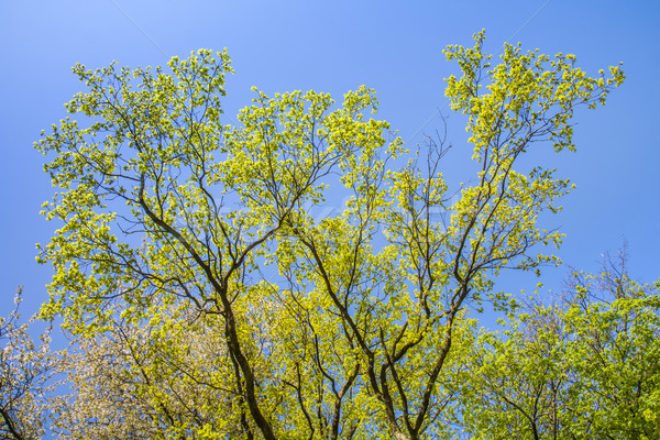 [[stock_photo]]: Laisse · arbre · intensive · lumière · matin · feuille