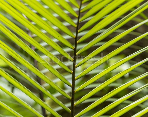 pattern of palm leaves in the jungle in Dominica Stock photo © meinzahn