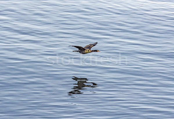 cormorant flying over the pacific ocean Stock photo © meinzahn