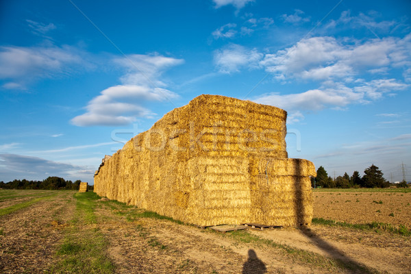 bale of straw with blue sky Stock photo © meinzahn