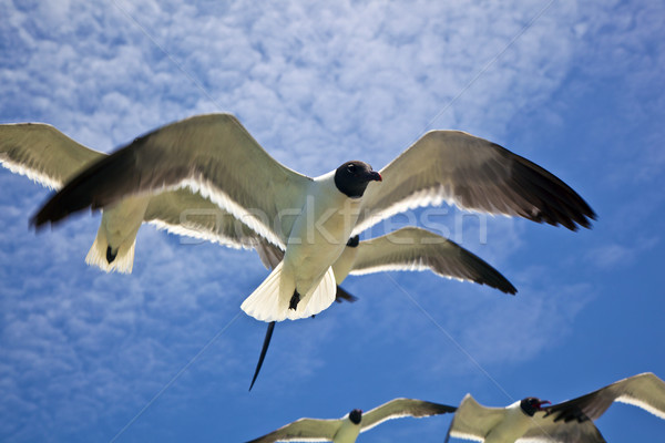 Mewa pływające niebo chmury ptaków grupy Zdjęcia stock © meinzahn