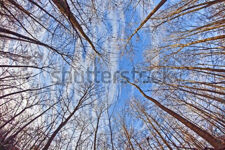 crown of trees with blue sky Stock photo © meinzahn