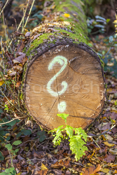 Copac pădure vopsit semn de intrebare lemn construcţie Imagine de stoc © meinzahn