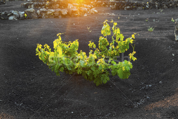 beautiful grape plants grow on volcanic soil in La Geria Stock photo © meinzahn