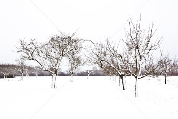 Stock photo: flatland with snow in winter with trees