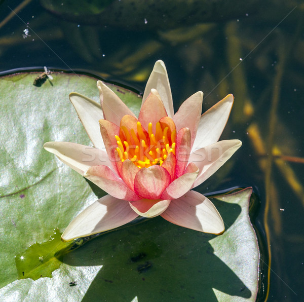 Tó gyönyörű víz liliom természet kert Stock fotó © meinzahn
