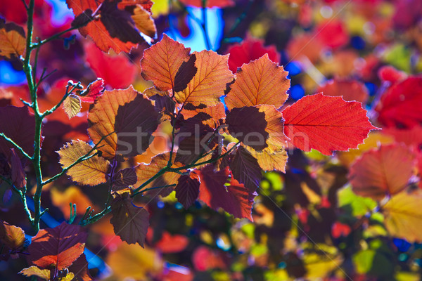 Fű csodálatos reggel fény levelek fa Stock fotó © meinzahn