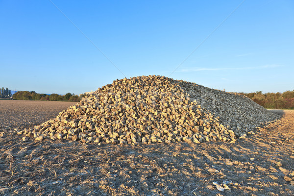 Pile of sugar beets on a farm Stock photo © meinzahn