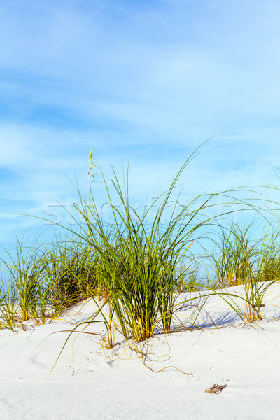 grass grows at dune at a beautiful beach Stock photo © meinzahn